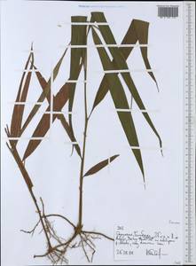 Poaceae, Africa (AFR) (Ethiopia)