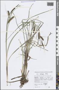 Carex rostrata Stokes, Siberia, Baikal & Transbaikal region (S4) (Russia)