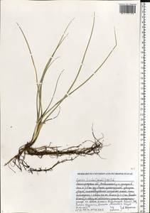 Carex livida (Wahlenb.) Willd., Eastern Europe, North-Western region (E2) (Russia)