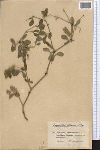 Zygophyllum obliquum Popov, Middle Asia, Western Tian Shan & Karatau (M3) (Kyrgyzstan)