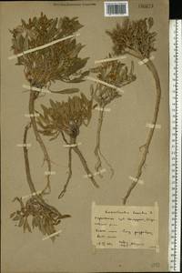 Convolvulus lineatus L., Eastern Europe, Rostov Oblast (E12a) (Russia)