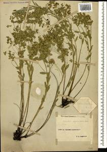 Euphorbia seguieriana Neck., Caucasus, Stavropol Krai, Karachay-Cherkessia & Kabardino-Balkaria (K1b) (Russia)