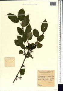 Rhamnus cathartica L., Caucasus, North Ossetia, Ingushetia & Chechnya (K1c) (Russia)
