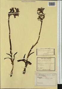 Anacamptis papilionacea (L.) R.M.Bateman, Pridgeon & M.W.Chase, Western Europe (EUR) (Not classified)