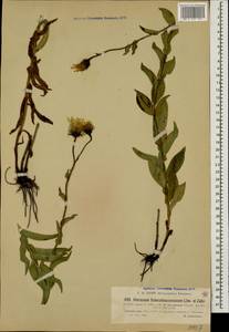 Hieracium atrocephalum Schmalh., Caucasus, Stavropol Krai, Karachay-Cherkessia & Kabardino-Balkaria (K1b) (Russia)