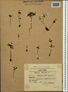 Anemone caucasica Willd. ex Rupr., Caucasus, Abkhazia (K4a) (Abkhazia)