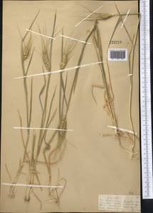 Triticum aestivum L., Middle Asia, Muyunkumy, Balkhash & Betpak-Dala (M9) (Kazakhstan)