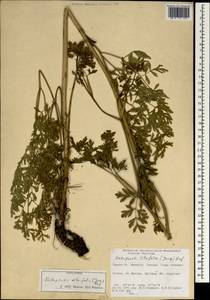 Katapsuxis silaifolia (Jacq.) Reduron, Charpin & Pimenov, South Asia, South Asia (Asia outside ex-Soviet states and Mongolia) (ASIA) (Turkey)