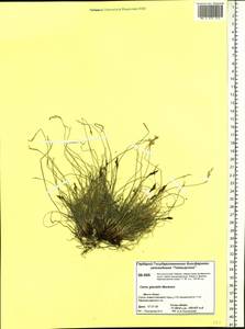 Carex glacialis Mack., Siberia, Central Siberia (S3) (Russia)