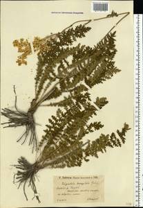 Filipendula vulgaris Moench, Eastern Europe, Lower Volga region (E9) (Russia)