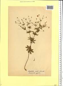 Potentilla erecta (L.) Raeusch., Eastern Europe, Belarus (E3a) (Belarus)