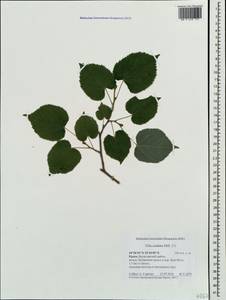Tilia cordata Mill., Crimea (KRYM) (Russia)