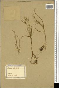 Bromus sterilis L., Caucasus, Georgia (K4) (Georgia)