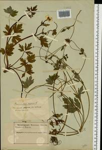 Ranunculus repens L., Eastern Europe, Northern region (E1) (Russia)