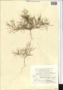 Leptaleum filifolium (Willd.) DC., Middle Asia, Kopet Dag, Badkhyz, Small & Great Balkhan (M1) (Turkmenistan)