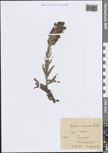 Pontechium maculatum (L.) Böhle & Hilger, Caucasus, Georgia (K4) (Georgia)