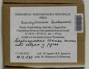 Brachythecium buchananii (Hook.) A. Jaeger, Bryophytes, Bryophytes - Western Siberia (including Altai) (B15) (Russia)