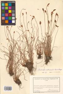 Fimbristylis tristachya var. subbispicata (Nees) T.Koyama, Siberia, Russian Far East (S6) (Russia)