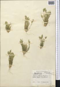 Schismus arabicus Nees, Middle Asia, Muyunkumy, Balkhash & Betpak-Dala (M9) (Kazakhstan)