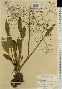 Alisma gramineum Lej., Eastern Europe, Central forest-and-steppe region (E6) (Russia)