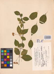 Euonymus europaeus L., Eastern Europe, Central forest-and-steppe region (E6) (Russia)