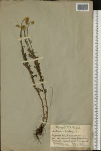 Cota tinctoria subsp. tinctoria, Eastern Europe, Central forest-and-steppe region (E6) (Russia)