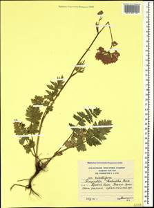 Pimpinella rhodantha Boiss., Caucasus, South Ossetia (K4b) (South Ossetia)