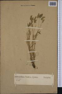 Anthoxanthum aristatum Boiss., Western Europe (EUR) (Germany)