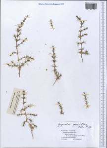 Girgensohnia oppositiflora (Pall.) Fenzl, Middle Asia, Caspian Ustyurt & Northern Aralia (M8) (Kazakhstan)