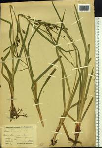 Carex tuminensis Kom., Siberia, Chukotka & Kamchatka (S7) (Russia)