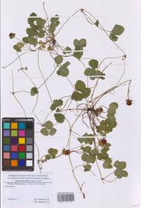 Potentilla indica (Andrews) Th.Wolf, Eastern Europe, Moscow region (E4a) (Russia)