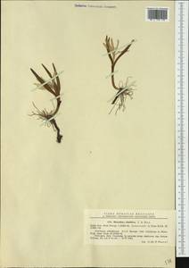 Colchicum soboliferum (C.A.Mey.) Stef., Western Europe (EUR) (Romania)