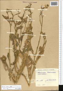 Eruca vesicaria subsp. sativa (Mill.) Thell., Middle Asia, Western Tian Shan & Karatau (M3) (Kyrgyzstan)