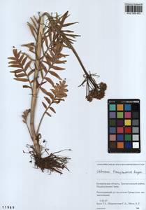 Valeriana transjenisensis Kreyer, Siberia, Altai & Sayany Mountains (S2) (Russia)