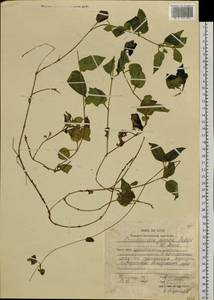 Tripterospermum trinervium (Thunb.) H. Ohashi & H. Nakai, Siberia, Russian Far East (S6) (Russia)