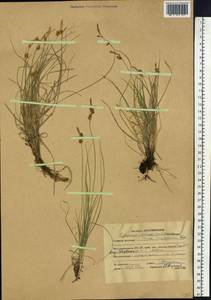 Carex korshinskyi Kom., Siberia, Altai & Sayany Mountains (S2) (Russia)