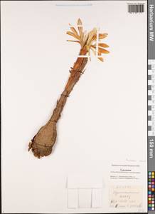 Colchicum robustum (Bunge) Stef., Middle Asia, Karakum (M6) (Turkmenistan)