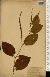 Saururus chinensis (Lour.) Baill., South Asia, South Asia (Asia outside ex-Soviet states and Mongolia) (ASIA) (Japan)