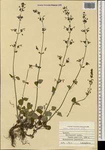 Nepeta teucriifolia, Caucasus, Armenia (K5) (Armenia)