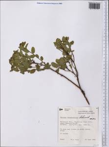 Spiraea betulifolia var. aemiliana (C. K. Schneid.) Koidz., America (AMER) (Canada)