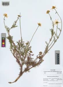 Tripleurospermum inodorum (L.) Sch.-Bip, Siberia, Altai & Sayany Mountains (S2) (Russia)