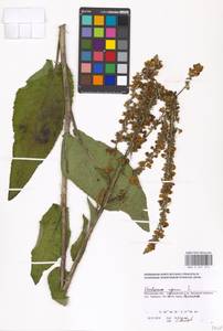 Verbascum nigrum L., Eastern Europe, Moscow region (E4a) (Russia)