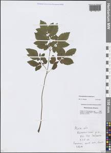 Chaerophyllum aromaticum L., Eastern Europe, Moscow region (E4a) (Russia)