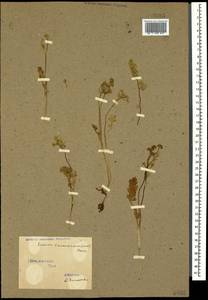 Carum caucasicum (M. Bieb.) Boiss., Caucasus, Stavropol Krai, Karachay-Cherkessia & Kabardino-Balkaria (K1b) (Russia)