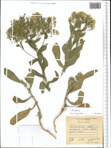 Lepidium, Middle Asia, Western Tian Shan & Karatau (M3) (Tajikistan)