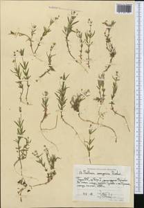 Stellaria soongorica Roshev., Middle Asia, Pamir & Pamiro-Alai (M2) (Tajikistan)
