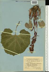 Petasites hybridus (L.) G. Gaertn., B. Mey. & Scherb., Eastern Europe, Moscow region (E4a) (Russia)