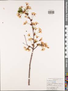 Prunus cerasus subsp. cerasus, Eastern Europe, Central region (E4) (Russia)