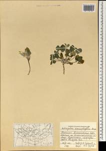 Astragalus monophyllus Bunge ex Maxim, Mongolia (MONG) (Mongolia)