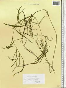Potamogeton compressus L., Eastern Europe, Moscow region (E4a) (Russia)